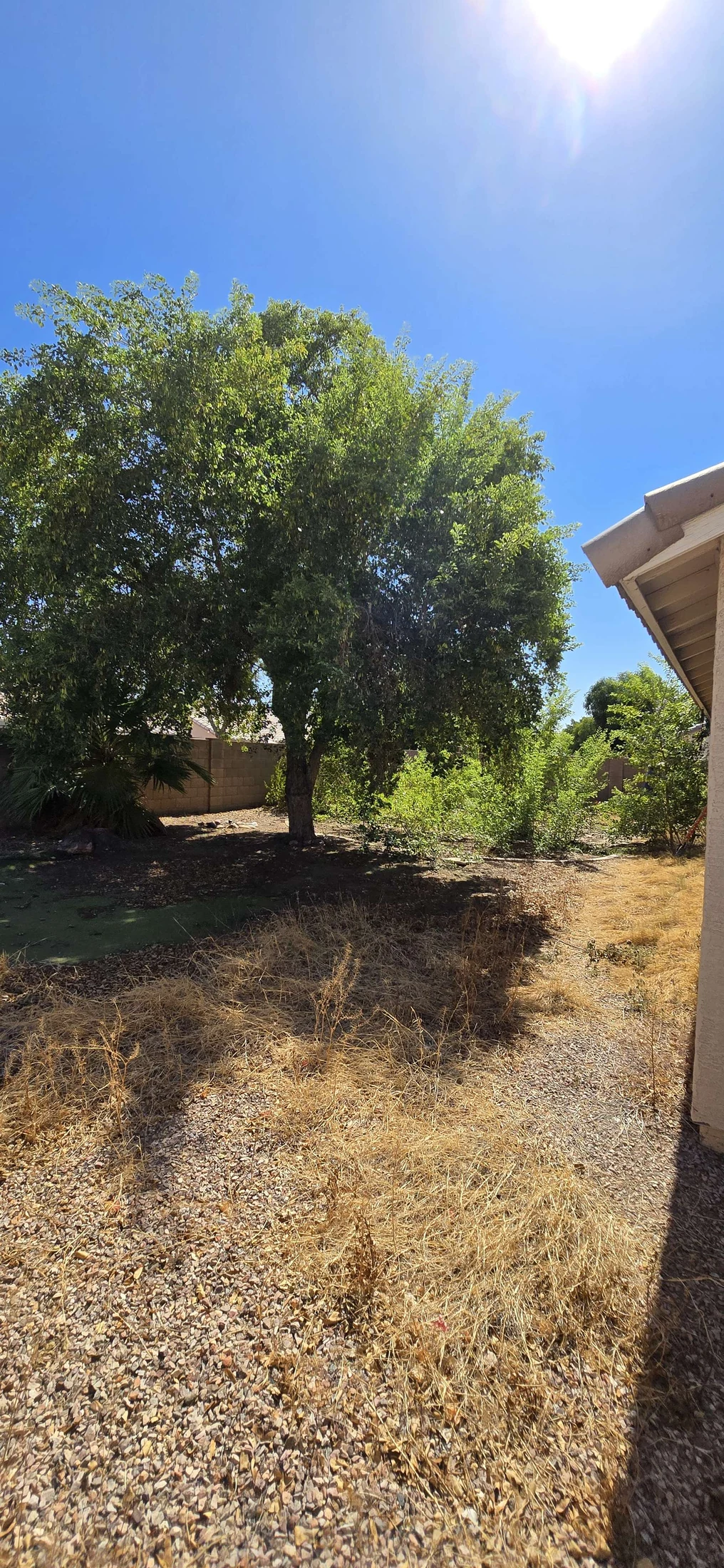 Backyard before cleanup, with dry weeds and overgrowth beneath a mature tree
